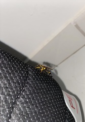 Sceliphron asiaticum