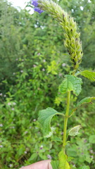 Stachytarpheta acuminata