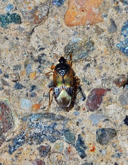 Lyctocoris campestris