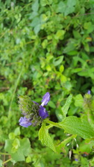 Stachytarpheta acuminata