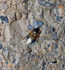 Lyctocoris campestris