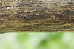 Leiopus linnei