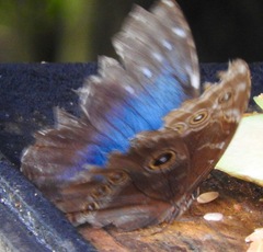 Morpho helenor peleides