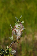 Salix commutata