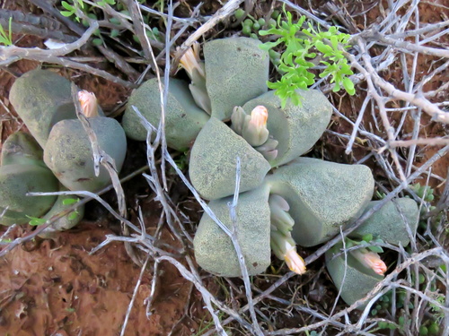 Pleiospilos rouxii L.Bolus