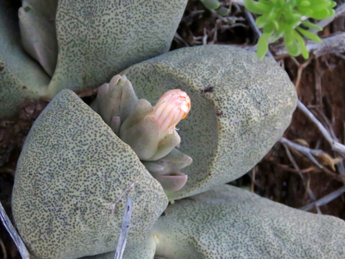 Pleiospilos bolusii (forma de cuerpo oscuro)