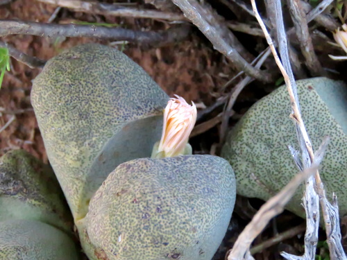 Pleiospilos bolusii 3