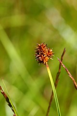 Carex illota