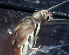 Sweltsa