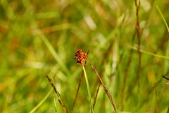 Carex illota