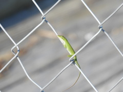 Anolis carolinensis