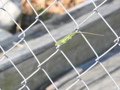 Anolis carolinensis