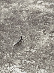 Oligotoma nigra