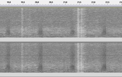 Euchorthippus elegantulus