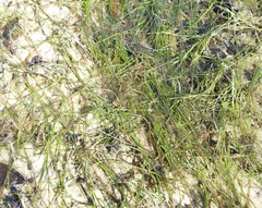 Halodule wrightii