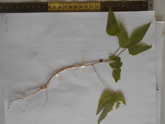 Cochlospermum vitifolium