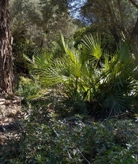 Chamaerops humilis