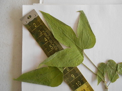 Cochlospermum vitifolium