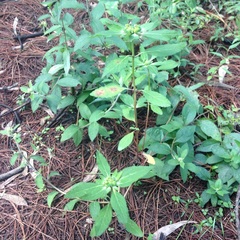 Euphorbia cuphosperma