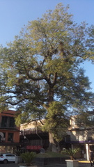 Fraxinus uhdei