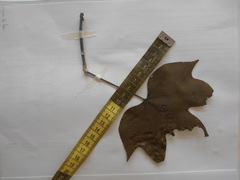 Cochlospermum vitifolium