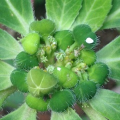 Euphorbia cuphosperma