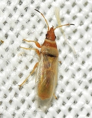 Oxycarenus pallens