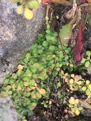 Houstonia serpyllifolia