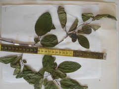 Annona macroprophyllata