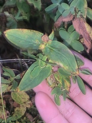Hypericum graveolens