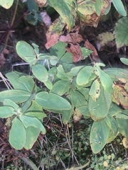 Hypericum graveolens