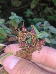 Hypericum graveolens