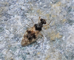 Patapius spinosus