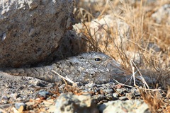 Caprimulgus aegyptius