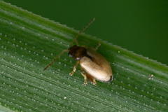 Longitarsus pratensis