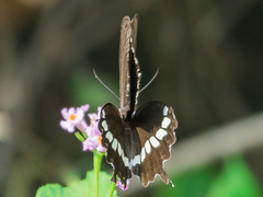 Papilio polytes