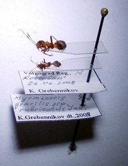 Myrmecoris gracilis