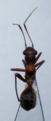 Myrmecoris gracilis