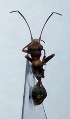 Myrmecoris gracilis