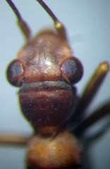 Myrmecoris gracilis