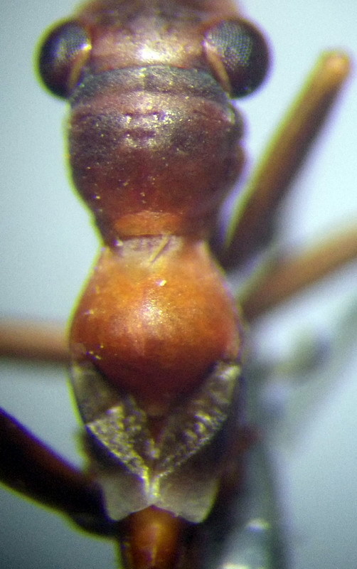 Myrmecoris