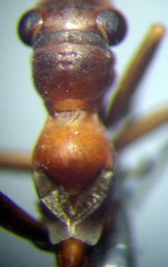 Myrmecoris gracilis
