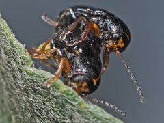 Cryptocephalus decemmaculatus