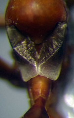 Myrmecoris gracilis