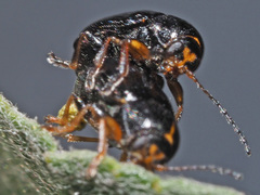 Cryptocephalus decemmaculatus