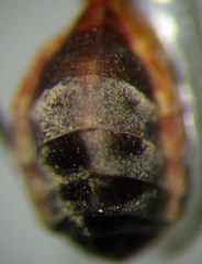 Myrmecoris gracilis