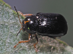 Cryptocephalus decemmaculatus