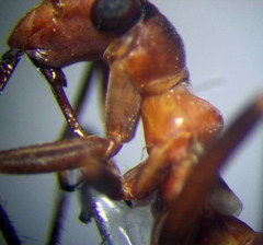 Myrmecoris gracilis
