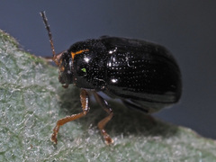 Cryptocephalus decemmaculatus