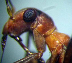Myrmecoris gracilis